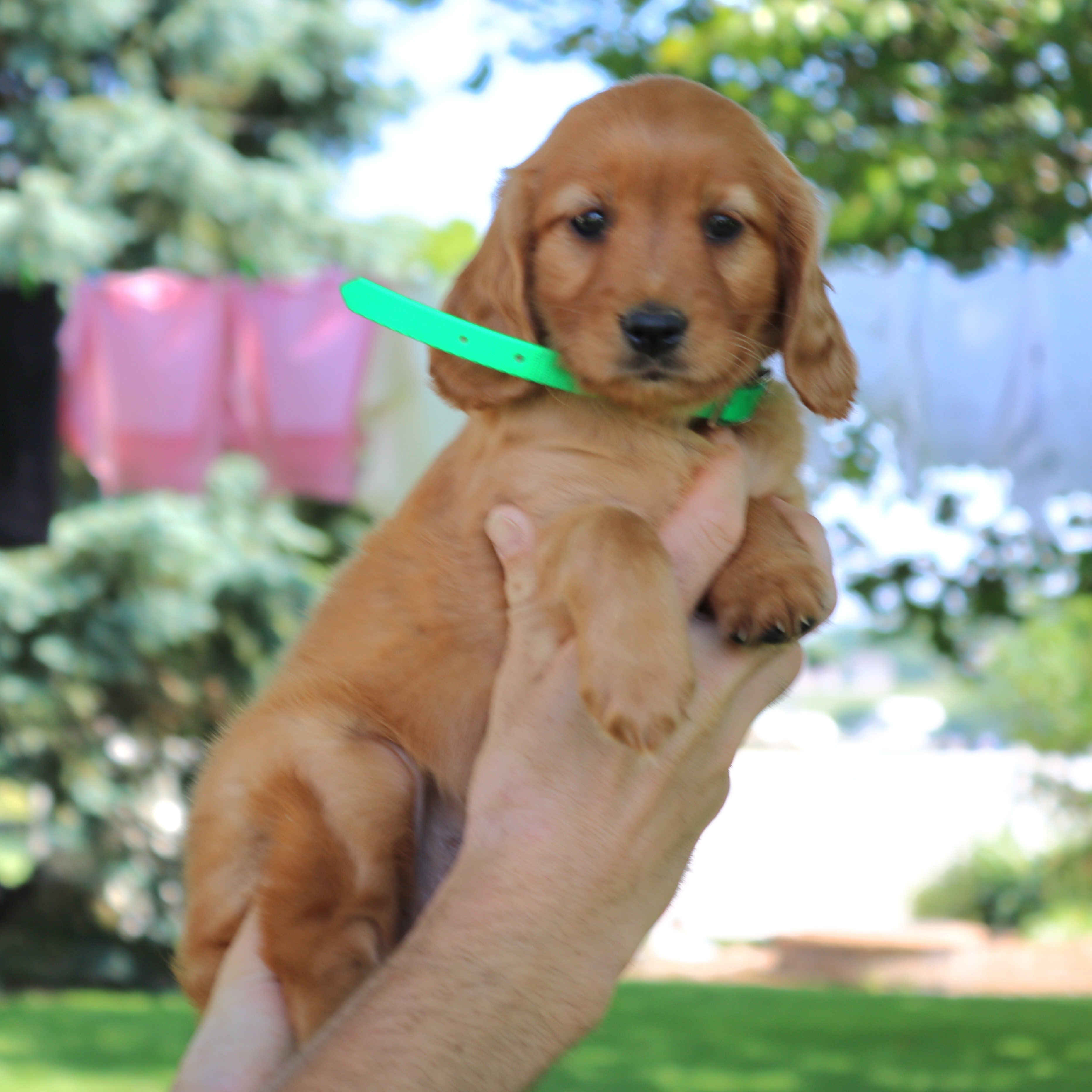 puppy, for, sale, Mini Golden Retriever, Ivan J. Stoltzfus, dog, breeder, Gordonville, PA, dog-breeder, puppy-for-sale, forsale, nearby, find, puppyfind, locator, puppylocator, aca